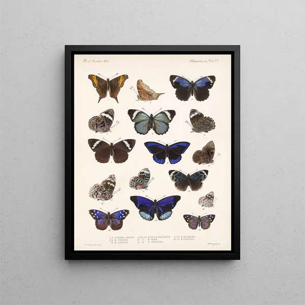 Insects Lepidoptera Rhopalocera Pl 023 - Frederick Du Cane Godman — framed artwork on a wall