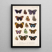 Insecta Lepidoptera Rhopalocera Pl 024 - Frederick DuCane Godman — framed artwork on a wall