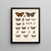 Insecten Lepidoptera Rhopalocères Pl 025 - Frederick Du Cane Godman — ingelijst kunstwerk aan de muur