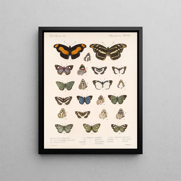 Insectes Lépidoptères Rhopalocères Pl 025 - Frederick Du Cane Godman — framed artwork on a wall