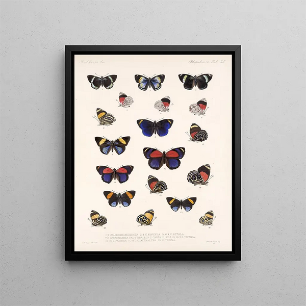 Insectes Lépidoptères Rhopalocères Pl 026 - Frederick Du Cane Godman — framed artwork on a wall