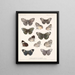 Insecten Lepidoptera Rhopalocera Pl 027 - Frederick Du Cane Godman — ingelijst kunstwerk aan de muur