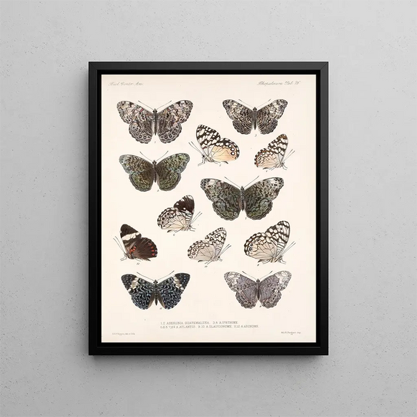 Insects Lepidoptera Rhopalocera Pl 027 - Frederick Du Cane Godman — framed artwork on a wall
