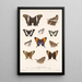Insecta Lepidoptera Rhopalocera Pl 028 - Frederick DuCane Godman — framed artwork on a wall