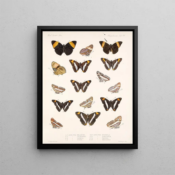 Insects Lepidoptera Rhopalocera Pl 029 - Frederick Du Cane Godman — framed artwork on a wall