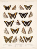 Insecten Lepidoptera Rhopalocera Pl 030 - Frederick Du Cane Godman — weergave van het kunstwerk