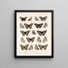 Insecten Lepidoptera Rhopalocera Pl 030 - Frederick Du Cane Godman — ingelijst kunstwerk aan de muur