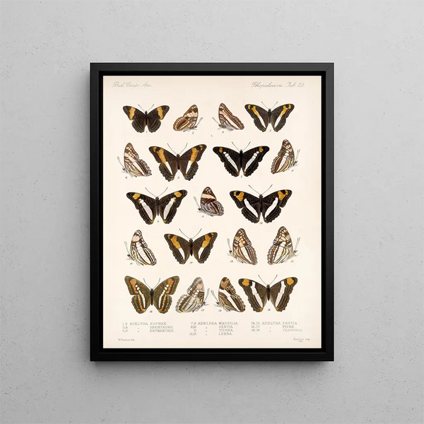 Insects Lepidoptera Rhopalocera Pl 030 - Frederick Du Cane Godman — framed artwork on a wall