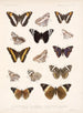 Insecten Lepidoptera Rhopalocera Pl 031 - Frederick Du Cane Godman — weergave van het kunstwerk