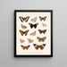 Insecten Lepidoptera Rhopalocera Pl 031 - Frederick Du Cane Godman — ingelijst kunstwerk aan de muur