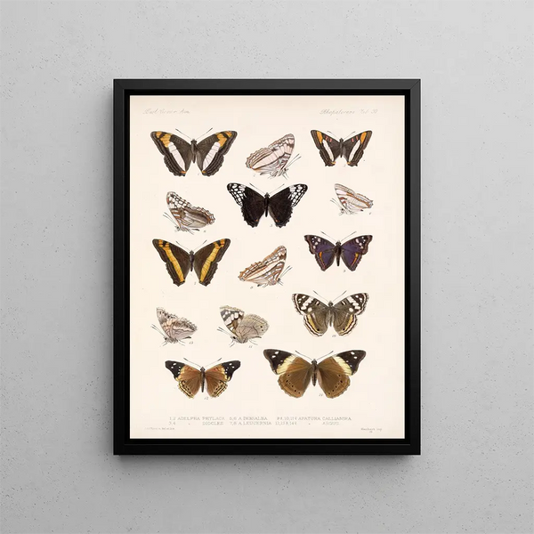 Insects Lepidoptera Rhopalocera Pl 031 - Frederick Du Cane Godman — framed artwork on a wall