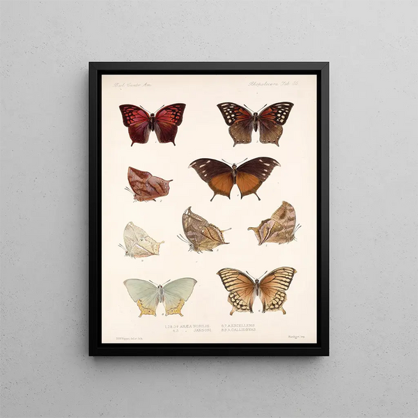 Insecten Lepidoptera Rhopalocera Pl 036 - Frederick DuCane Godman — ingelijst kunstwerk aan de muur