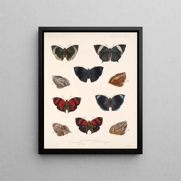 Insecten Lepidoptera Rhopalocères Pl 038 - Frederick DuCane Godman — ingelijst kunstwerk aan de muur