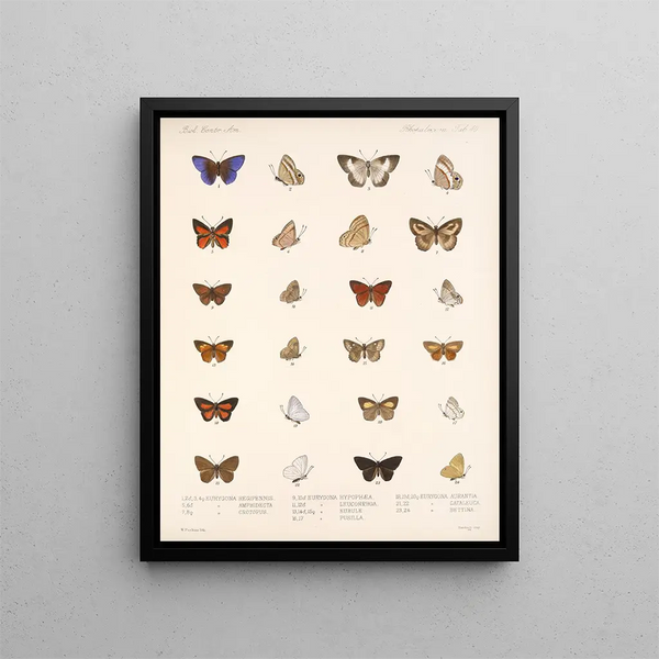 Insecten Lepidoptera Rhopalocera Pl 041 - Frederick DuCane Godman — ingelijst kunstwerk aan de muur