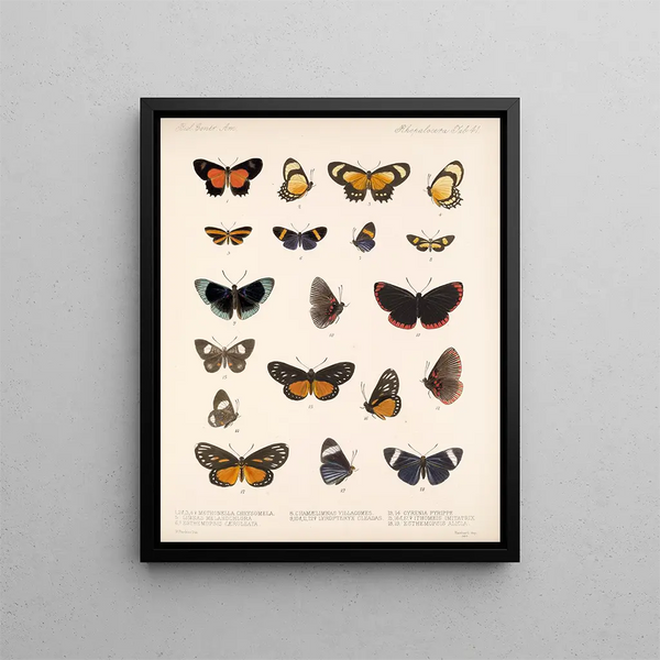 Insecten Lepidoptera Rhopalocera Pl 042 - Frederick DuCane Godman — ingelijst kunstwerk aan de muur