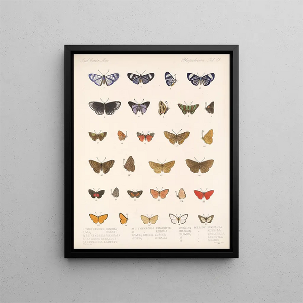 Insecten Lepidoptera Rhopalocera Pl 043 - Frederick DuCane Godman — ingelijst kunstwerk aan de muur