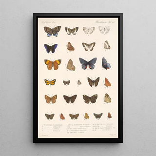 Frederick DuCane Godman - Insecta LepidopteraRhopalocera Pl 044.webp