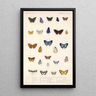 Frederick DuCane Godman - Insecta LepidopteraRhopalocera Pl 045.webp