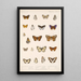 Insecta Lepidoptera Rhopalocera Pl 046 - Frederick DuCane Godman — ingelijst kunstwerk aan de muur