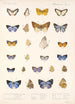 Insecta Lepidoptera Rhopalocera Pl 047 - Frederick DuCane Godman — weergave van het kunstwerk