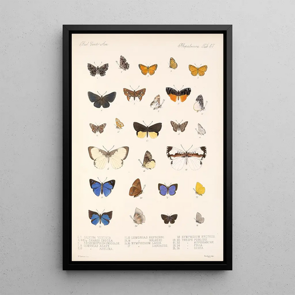 Frederick DuCane Godman - Insecta LepidopteraRhopalocera Pl 048.webp