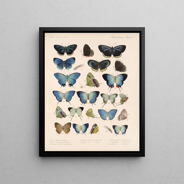 Insecten Lepidoptera Rhopalocera Pl 049 - Frederick DuCane Godman — ingelijst kunstwerk aan de muur