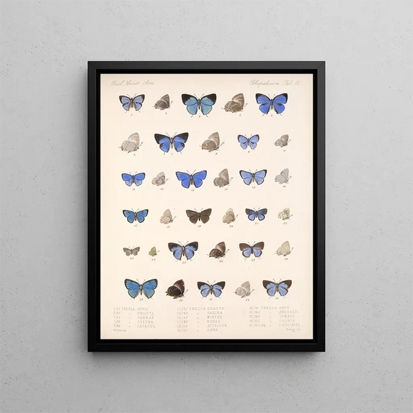 Insecten Lepidoptera Rhopalocera Pl 056 - Frederick DuCane Godman — ingelijst kunstwerk aan de muur