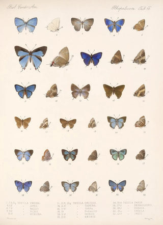 Frederick DuCane Godman - Insecta LepidopteraRhopalocera Pl 057.webp