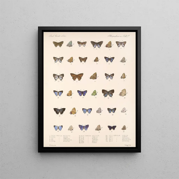 Insecten Lepidoptera Rhopalocera Pl 058 - Frederick DuCane Godman — ingelijst kunstwerk aan de muur