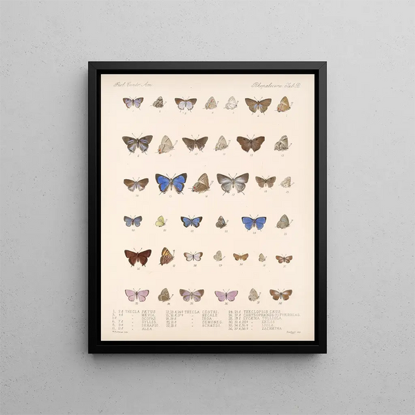 Insecten Lepidoptera Rhopalocères Pl 059 - Frederick DuCane Godman — ingelijst kunstwerk aan de muur