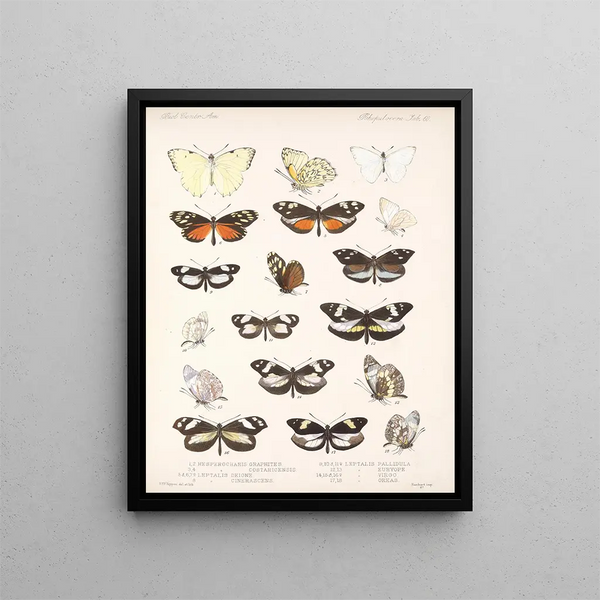 Insecten Lepidoptera Rhopalocères Pl 061 - Frederick DuCane Godman — ingelijst kunstwerk aan de muur