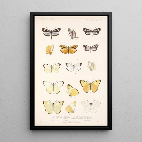 Frederick DuCane Godman - Insecta LepidopteraRhopalocera Pl 062.webp