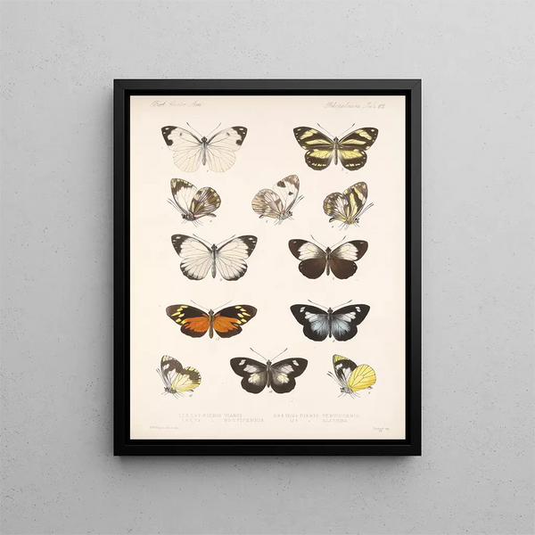 Insecten Lepidoptera Rhopalocera Pl 063 - Frederick DuCane Godman — ingelijst kunstwerk aan de muur