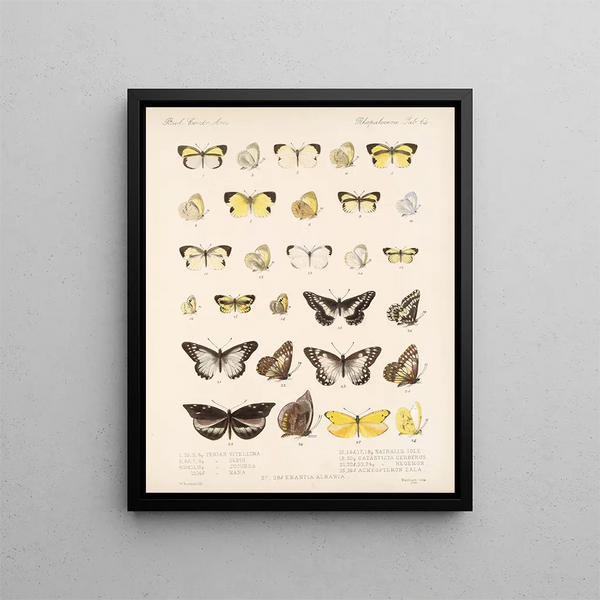 Insecten Lepidoptera Rhopalocères Pl 065 - Frederick DuCane Godman — ingelijst kunstwerk aan de muur