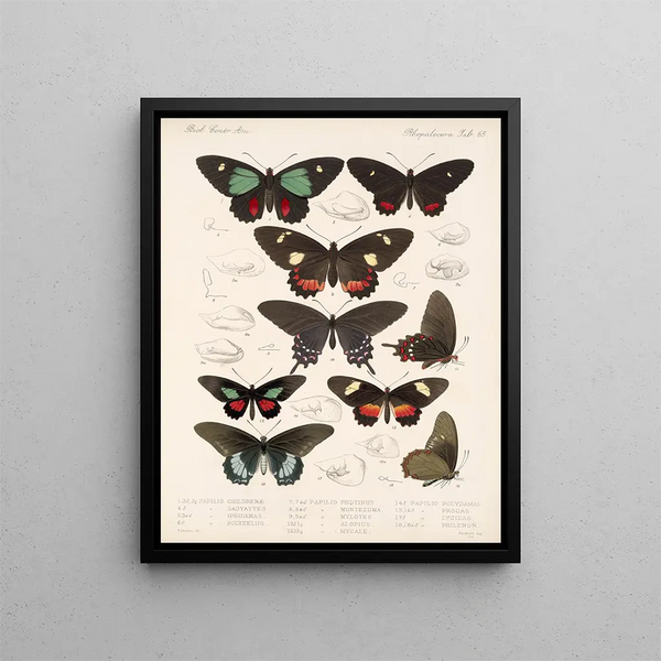Insecten Lepidoptera Rhopalocères Pl 066 - Frederick DuCane Godman — ingelijst kunstwerk aan de muur