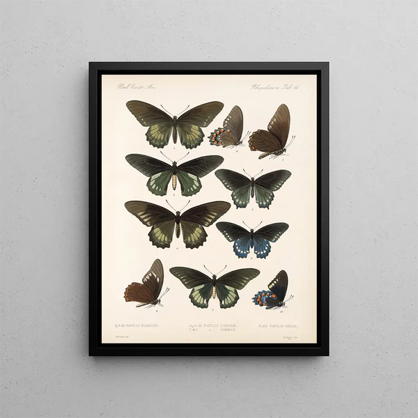 Insecten Lepidoptera Rhopalocères Pl 067 - Frederick DuCane Godman — ingelijst kunstwerk aan de muur