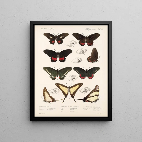 Insecten Lepidoptera Rhopalocères Pl 068 - Frederick DuCane Godman — ingelijst kunstwerk aan de muur