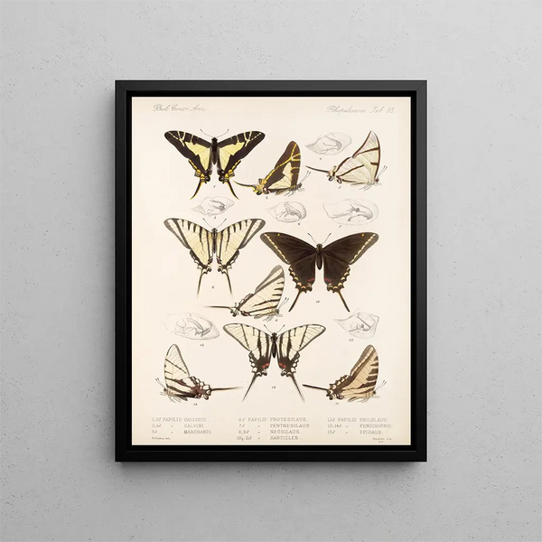 Insecten Lepidoptera Rhopalocères Pl 069 - Frederick DuCane Godman — ingelijst kunstwerk aan de muur