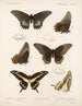 Insecten Lepidoptera Rhopalocera Pl 070 - Frederick DuCane Godman — weergave van het kunstwerk