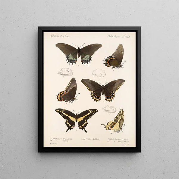 Insecten Lepidoptera Rhopalocera Pl 070 - Frederick DuCane Godman — ingelijst kunstwerk aan de muur