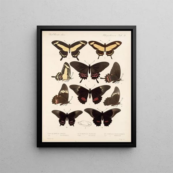 Insecten Lepidoptera Rhopalocera Pl 071 - Frederick DuCane Godman — ingelijst kunstwerk aan de muur