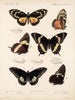 Insecten Lepidoptera Rhopalocères Pl 072 - Frederick DuCane Godman — weergave van het kunstwerk