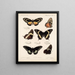 Insecten Lepidoptera Rhopalocères Pl 072 - Frederick DuCane Godman — ingelijst kunstwerk aan de muur