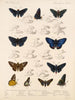 Insecten Lepidoptera Rhopalocera Pl 074 - Frederick DuCane Godman — weergave van het kunstwerk