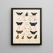 Insecten Lepidoptera Rhopalocera Pl 074 - Frederick DuCane Godman — ingelijst kunstwerk aan de muur