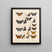 Insecten Lepidoptera Rhopalocères Pl 075 - Frederick DuCane Godman — ingelijst kunstwerk aan de muur
