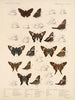 Insecten Lepidoptera Rhopalocères Pl 076 - Frederick DuCane Godman — weergave van het kunstwerk