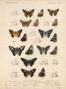 Insecten Lepidoptera Rhopalocera Pl 077 - Frederick DuCane Godman — weergave van het kunstwerk