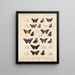 Insecten Lepidoptera Rhopalocera Pl 077 - Frederick DuCane Godman — ingelijst kunstwerk aan de muur