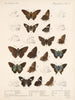 Insecten Lepidoptera Rhopalocera Pl 078 - Frederick DuCane Godman — weergave van het kunstwerk